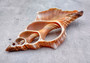 Photo of a pair of orange and cream large center cut fox shells. Copyright 2024 SeashellSupply.com