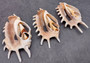Center Cut Spider Conch Seashell Lambis (1 shell approx. 4+ inches) Natural shell great for crafting display and collecting! Copyright 2024 SeashellSupply.com
