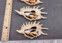 Center Cut Spider Conch Seashell Lambis (1 shell approx. 4+ inches) Natural shell great for crafting display and collecting! Copyright 2024 SeashellSupply.com