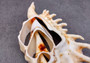 Center Cut Spider Conch Seashell Lambis (1 shell approx. 4+ inches) Natural shell great for crafting display and collecting! Copyright 2024 SeashellSupply.com