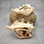 Center Cut Spider Conch Tan Seashells Lambis Lambis (2 shells approx. 4+ inches) B GRADE Cut Conch Shells for crafts display & collecting! Copyright 2026 SeaShellSupply.com.