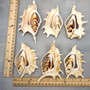 Center Cut Spider Conch Tan Seashells Lambis Lambis (2 shells approx. 4+ inches) B GRADE Cut Conch Shells for crafts display & collecting! Copyright 2026 SeaShellSupply.com.