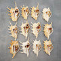 Center Cut Spider Conch Tan Seashell Lambis lambis (2 shells approx. 4+ inches) B GRADE Cut shells for crafts display & collecting!