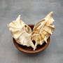 Center Cut Spider Conch Tan Seashells Lambis Lambis (2 shells approx. 4+ inches) B GRADE Cut Conch Shells for crafts display & collecting! Copyright 2026 SeaShellSupply.com.