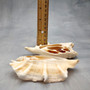 Center Cut Spider Conch Tan Seashells Lambis Lambis (2 shells approx. 4+ inches) B GRADE Cut Conch Shells for crafts display & collecting! Copyright 2026 SeaShellSupply.com.