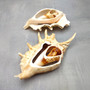Center Cut Spider Conch Tan Seashells Lambis Lambis (2 shells approx. 4+ inches) B GRADE Cut Conch Shells for crafts display & collecting! Copyright 2026 SeaShellSupply.com.