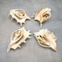 Center Cut Spider Conch Tan Seashell Lambis lambis (2 shells approx. 4+ inches) B GRADE Cut shells for crafts display & collecting!