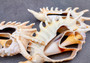 Center Cut Spider Conch Seashell Lambis (1 shell approx. 4+ inches) Natural shell great for crafting display and collecting! Copyright 2024 SeashellSupply.com