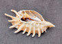 Center Cut Spider Conch Seashell Lambis (1 shell approx. 4+ inches) Natural shell great for crafting display and collecting! Copyright 2024 SeashellSupply.com
