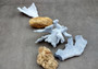 Photo of a small blue ridge coral fragment. Light blue. About three and one half inches long. Copyright 2024 SeashellSupply.com