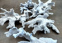 Photo of a medium blue ridge coral fragment. Light blue. About three and one half inches long. Copyright 2024 SeashellSupply.com