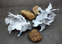 Photo of a medium blue ridge coral fragment. Light blue. About three and one half inches long. Copyright 2024 SeashellSupply.com