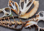Large Assorted Center Cut Seashells (5 shells approx. 1.5-3 inches). Multiple sheets of shell with the inner cavities intact. Copyright 2022 SeaShellSupply.com.