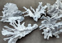 Photo of a large blue ridge coral fragment. Light blue. About three and one half inches long. Copyright 2024 SeashellSupply.com