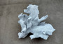 Photo of a large blue ridge coral fragment. Light blue. About three and one half inches long. Copyright 2024 SeashellSupply.com