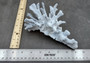 Photo of a large blue ridge coral fragment. Light blue. About three and one half inches long. Copyright 2024 SeashellSupply.com