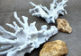 Photo of a large blue ridge coral fragment. Light blue. About three and one half inches long. Copyright 2024 SeashellSupply.com