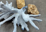 Photo of a large blue ridge coral fragment. Light blue. About three and one half inches long. Copyright 2024 SeashellSupply.com