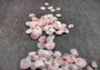 Light Pink Tellin Seashell Rose Petal Halves (approx. 0.25 cup 70+ shells 0.15+ inches) Rose Pink White Shells for crafts & art projects. Copyright 2024 SeashellSupply.com