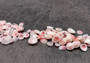 Light Pink Tellin Seashell Rose Petal Halves (approx. 0.25 cup 70+ shells 0.15+ inches) Rose Pink White Shells for crafts & art projects. Copyright 2024 SeashellSupply.com