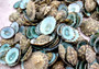 Green Limpet Seashells Sutorria Mesoleuca (1 cup approx. 240+ shells 0.5+ inches) Copyright 2025 SeaShellSupply.com