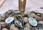 Green Limpet Seashells Sutorria Mesoleuca (1 cup approx. 240+ shells 0.5+ inches) Copyright 2025 SeaShellSupply.com