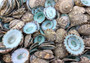 Green Limpet Seashells Sutorria Mesoleuca (1 cup approx. 240+ shells 0.5+ inches) Copyright 2025 SeaShellSupply.com