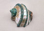 Giant Banded Turbo Shell Turbo Marmoratus (1 shell approx. 7+ inches) Perfect shells for coastal decor, & collections! Spiral green ombre shell with lining around the spiral and down on the edges. Copyright 2025 SeaShellSupply.com
