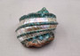 Giant Banded Turbo Shell Turbo Marmoratus (1 shell approx. 7+ inches) Perfect shells for coastal decor, & collections! Spiral green ombre shell with lining around the spiral and down on the edges. Copyright 2025 SeaShellSupply.com