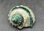 Giant Banded Turbo Shell Turbo Marmoratus (1 shell approx. 7+ inches) Perfect shells for coastal decor, & collections! Spiral green ombre shell with lining around the spiral and down on the edges. Copy right 2025 SeaShellSupply.com