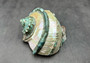 Giant Banded Turbo Shell Turbo Marmoratus (1 shell approx. 7+ inches) Perfect shells for coastal decor, & collections! Spiral green ombre shell with lining around the spiral and down on the edges. Copy right 2025 SeaShellSupply.com