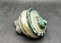 Giant Banded Turbo Shell Turbo Marmoratus (1 shell approx. 7+ inches) Perfect shells for coastal decor, & collections! Spiral green ombre shell with lining around the spiral and down on the edges. Copy right 2025 SeaShellSupply.com