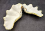 Photo of Derasa Clam Seashell Tridacna Derasa shell pair. Copyright 2024 SeashellSupply.com