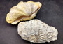 Photo of Derasa Clam Seashell Tridacna Derasa shell pair. Copyright 2024 SeashellSupply.com