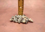 Photo of Extra Small Hebrew Cone Seashells Conus Ebraeus (5 shells approx. 0.25+ inches). Copyright 2025 SeashellSupply.com