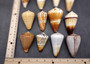 Large Cone Seashell Assortment Mix (3 shells approx. 2.5+ inches) Colorful Assorted Cone Shells for gifts crafts display & collecting!