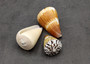 Large Cone Seashell Assortment Mix (3 shells approx. 2.5+ inches) Colorful Assorted Cone Shells for gifts crafts display & collecting!