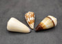 Large Cone Seashell Assortment (3 shells approx. 2-3 inches). Three brown and white shells with different patterns but mainly the same spiral shape. Copyright 2025.  SeaShellSupply.com.