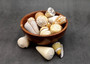 Large Cone Seashell Assortment Mix (3 shells approx. 2.5+ inches) Colorful Assorted Cone Shells for gifts crafts display & collecting!