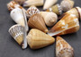 Large Cone Seashell Assortment Mix (3 shells approx. 2.5+ inches) Colorful Assorted Cone Shells for gifts crafts display & collecting!