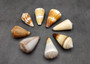 Large Cone Seashell Assortment Mix (3 shells approx. 2.5+ inches) Colorful Assorted Cone Shells for gifts crafts display & collecting!