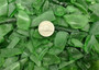 Beach Sea Glass Rough Dark Green Medium (approx. 10 pounds 0.5-1+ inches) Man made tumbled rough sea glass fragments. Copyright 2025 Seashellsupply.com