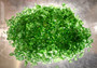 Beach Sea Glass Rough Dark Green Medium Tumbled (approx. 1 kilogram 0.5-1+ inches) Man made frosted sea glass fragments Copyright 2025 seashellsupply.com Beach Sea Glass Rough Dark Green Medium Tumbled (approx. 1 kilogram 0.5-1+ inches) Man made frosted sea glass fragments Copyright 2025 seashellsupply.com