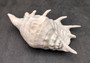 Giant Spider Conch Seashell XL Lambis Truncata (1 shell approx. 8+ inches) B GRADE Great Value For Decor, Arts, Crafts & Collecting! Tan spiral Conch shell with a wider opening and spikes. Copy right 2025 SeaShellSupply.com