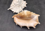 Giant Spider Conch Seashell XL Lambis Truncata (1 shell approx. 8+ inches) B GRADE Great Value For Decor, Arts, Crafts & Collecting! Tan spiral Conch shell with a wider opening and spikes. Copy right 2025 SeaShellSupply.com