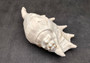 Giant Spider Conch Seashell XL Lambis Truncata (1 shell approx. 8+ inches) B GRADE Great Value For Decor, Arts, Crafts & Collecting! Tan spiral Conch shell with a wider opening and spikes. Copy right 2025 SeaShellSupply.com