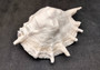 Giant Spider Conch Seashell XL Lambis Truncata (1 shell approx. 9+ inches) B GRADE Great Value For Decor, Arts, Crafts & Collecting! Tan spiral Conch shell with a wider opening and spikes. Copyright 2025 SeaShellSupply.com