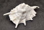 Giant Spider Conch Seashell XL Lambis Truncata (1 shell approx. 9+ inches) B GRADE Great Value For Decor, Arts, Crafts & Collecting! Tan spiral Conch shell with a wider opening and spikes. Copyright 2025 SeaShellSupply.com