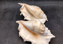 Giant Spider Conch Seashell XL Lambis Truncata (1 shell approx. 9+ inches) B GRADE Great Value For Decor, Arts, Crafts & Collecting! Tan spiral Conch shell with a wider opening and spikes. Copyright 2025 SeaShellSupply.com