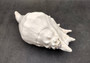 Giant Spider Conch Seashell XL Lambis Truncata (1 shell approx. 9+ inches) B GRADE Great Value For Decor, Arts, Crafts & Collecting! Tan spiral Conch shell with a wider opening and spikes. Copyright 2025 SeaShellSupply.com